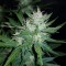 Auto Dark Devil feminised Ganja Seeds Acemiler için kenevir tohumları