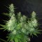Auto Dark Devil feminised Ganja Seeds Tıbbi kenevir tohumları