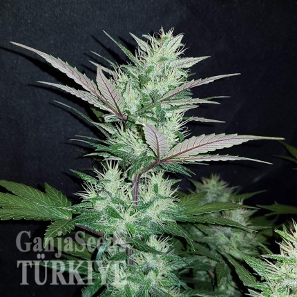 Auto Dark Devil feminised Ganja Seeds Tıbbi sınıf kenevir çeşidi tohumları Auto Dark Devil feminised Ganja Seeds