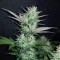 Auto Dark Devil feminised Ganja Seeds Tıbbi sınıf kenevir çeşidi tohumları