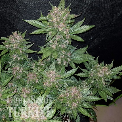 Auto Dark Devil feminised Ganja Seeds Elit kenevir çeşidi tohumları Auto Dark Devil feminised Ganja Seeds