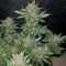 Auto Dark Devil feminised Ganja Seeds Elit kenevir çeşidi tohumları