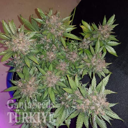 Auto Dark Devil feminised Ganja Seeds Otoçiçeklenen kenevir tohumları Auto Dark Devil feminised Ganja Seeds