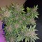 Auto Dark Devil feminised Ganja Seeds Otoçiçeklenen kenevir tohumları