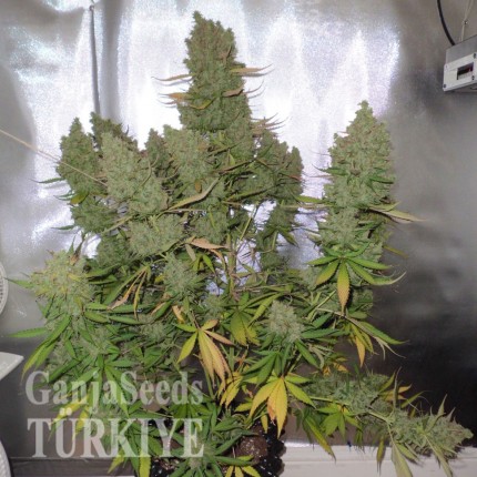 Auto Blueberry feminised Ganja Seeds Ucuz kenevir tohumu fiyatları Auto Blueberry feminised Ganja Seeds