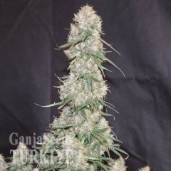 Auto Blueberry feminised Ganja Seeds