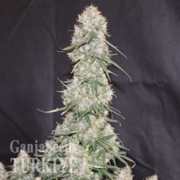 Auto Blueberry feminised Ganja Seeds