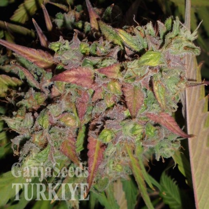 Auto Blueberry feminised Ganja Seeds Yüksek verimli kenevir tohumları Auto Blueberry feminised Ganja Seeds