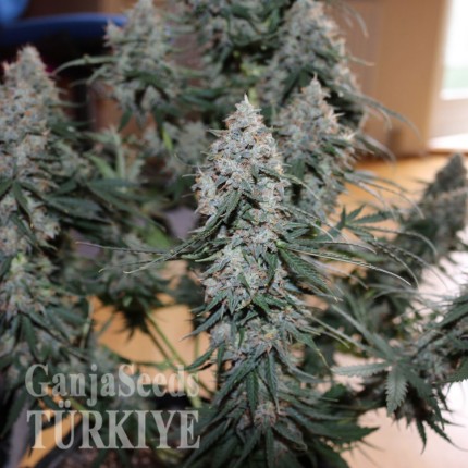 Auto Blueberry feminised Ganja Seeds Kenevir kültürü tohumları Auto Blueberry feminised Ganja Seeds