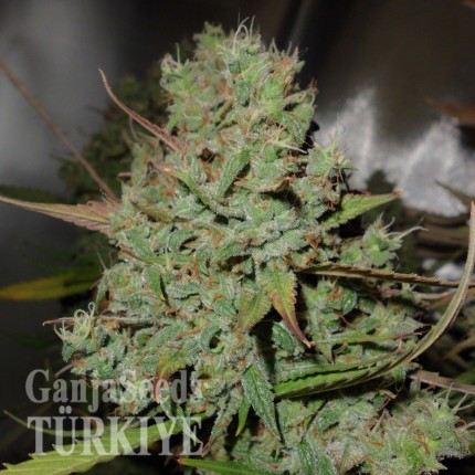 Auto Blueberry feminised Ganja Seeds Orijinal ambalajda kenevir tohumları Auto Blueberry feminised Ganja Seeds