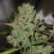 Auto Blueberry feminised Ganja Seeds Orijinal ambalajda kenevir tohumları