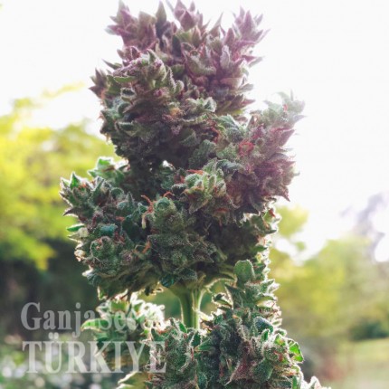Auto Blueberry feminised Ganja Seeds Güçlü kenevir tohumları Auto Blueberry feminised Ganja Seeds