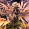 Auto Blueberry feminised Ganja Seeds Acemiler için kenevir tohumları