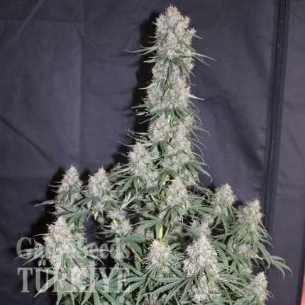 Auto Blueberry feminised Ganja Seeds Tıbbi kenevir tohumları Auto Blueberry feminised Ganja Seeds