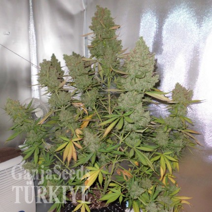 Auto Blueberry feminised Ganja Seeds Tıbbi sınıf kenevir çeşidi tohumları Auto Blueberry feminised Ganja Seeds
