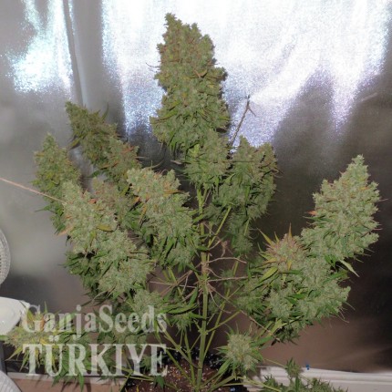 Auto Blueberry feminised Ganja Seeds Elit kenevir çeşidi tohumları Auto Blueberry feminised Ganja Seeds