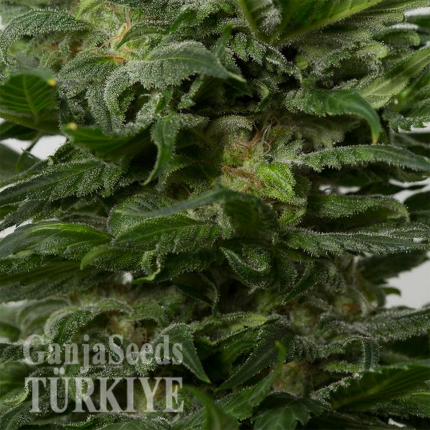 Fethiye’de Grapefruit Alpha Dog feminised Ganja Seeds kenevir tohumu Grapefruit Alpha Dog feminised Ganja Seeds