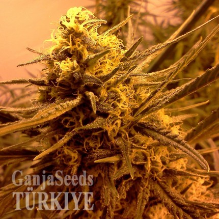 Aydın’da Grapefruit Alpha Dog feminised Ganja Seeds kenevir tohumu Grapefruit Alpha Dog feminised Ganja Seeds