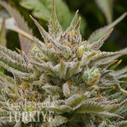 Hatay’da Grapefruit Alpha Dog feminised Ganja Seeds kenevir tohumu Grapefruit Alpha Dog feminised Ganja Seeds