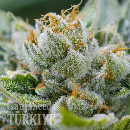 Isparta’da Grapefruit Alpha Dog feminised Ganja Seeds kenevir tohumu Grapefruit Alpha Dog feminised Ganja Seeds