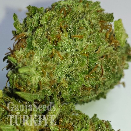 Konya’da Grapefruit Alpha Dog feminised Ganja Seeds kenevir tohumu Grapefruit Alpha Dog feminised Ganja Seeds