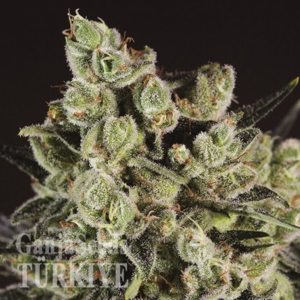 Rize’de Grapefruit Alpha Dog feminised Ganja Seeds kenevir tohumu Grapefruit Alpha Dog feminised Ganja Seeds
