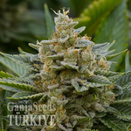 Samsun’da Grapefruit Alpha Dog feminised Ganja Seeds kenevir tohumu Grapefruit Alpha Dog feminised Ganja Seeds