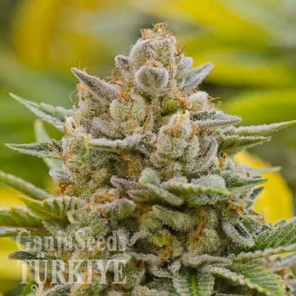 Trabzon’da Grapefruit Alpha Dog feminised Ganja Seeds kenevir tohumu Grapefruit Alpha Dog feminised Ganja Seeds