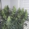Grapefruit Diesel feminised Ganja Seeds Dişileştirilmiş kenevir tohumları
