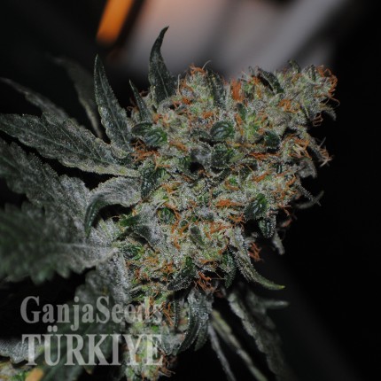 Grapefruit Diesel feminised Ganja Seeds Dişileştirilmiş kenevir tohumlarını posta ile sipariş et Grapefruit Diesel feminised Ganja Seeds