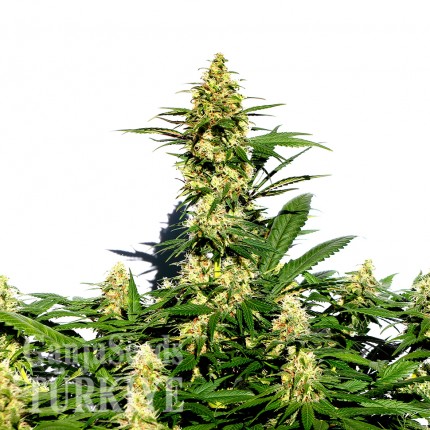 Grapefruit Diesel feminised Ganja Seeds Dişileştirilmiş kenevir tohumları online satın al Grapefruit Diesel feminised Ganja Seeds