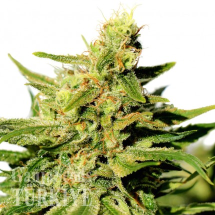 Grapefruit Diesel feminised Ganja Seeds Orijinal ambalajda kenevir tohumları Grapefruit Diesel feminised Ganja Seeds
