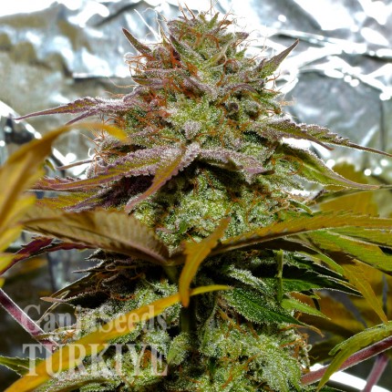 Grapefruit Diesel feminised Ganja Seeds Fotoperyodik dişileştirilmiş kenevir tohumları Grapefruit Diesel feminised Ganja Seeds