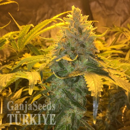 Grapefruit Diesel feminised Ganja Seeds Kenevir tohumları Grapefruit Diesel feminised Ganja Seeds