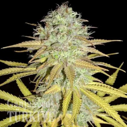 Grapefruit Diesel feminised Ganja Seeds Online kenevir tohumları Grapefruit Diesel feminised Ganja Seeds