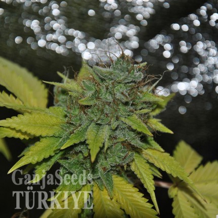 Grapefruit Diesel feminised Ganja Seeds Kargo ile kenevir tohumu Grapefruit Diesel feminised Ganja Seeds