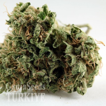 Türkiye'de kenevir tohumu Grapefruit Diesel feminised Ganja Seeds Grapefruit Diesel feminised Ganja Seeds