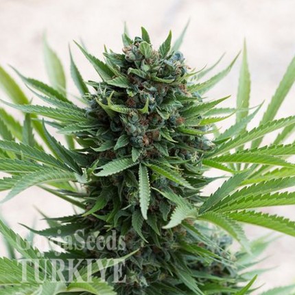 Türkiye'de kargo ile eve teslim kenevir tohumu Grapefruit Diesel feminised Ganja Seeds Grapefruit Diesel feminised Ganja Seeds