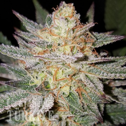 GanjaSeeds internet mağazasından online kenevir tohumu siparişi ver Grapefruit Diesel feminised Ganja Seeds Grapefruit Diesel feminised Ganja Seeds