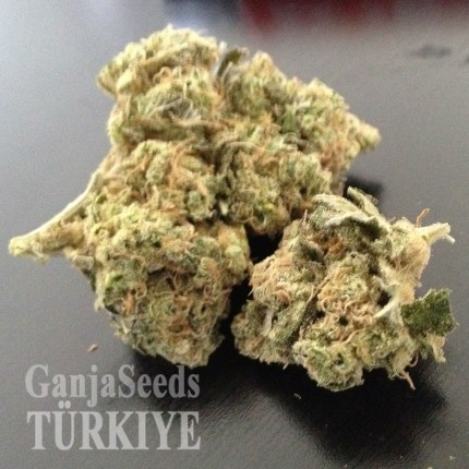 GanjaSeeds internet mağazasında fotoperiyod dişileştirilmiş kenevir tohumları Grapefruit Diesel feminised Ganja Seeds Grapefruit Diesel feminised Ganja Seeds