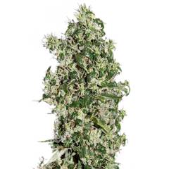 Auto Sweet Tooth feminised Ganja Seeds