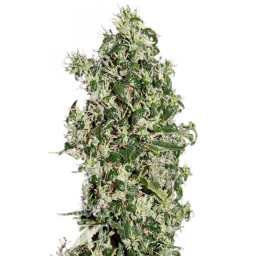 Auto Sweet Tooth feminised Ganja Seeds