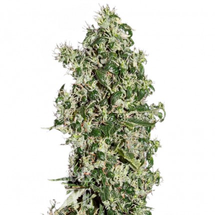 Auto Sweet Tooth feminised Ganja Seeds