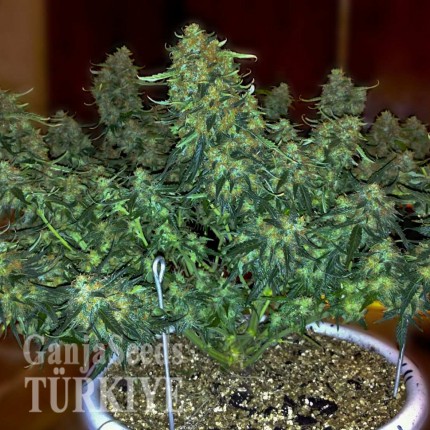 Auto Sweet Tooth feminised Ganja Seeds