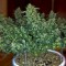 Auto Sweet Tooth feminised Ganja Seeds