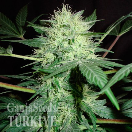 Ankara’da Auto Northern Lights feminised Ganja Seeds kenevir tohumu Auto Northern Lights feminised Ganja Seeds