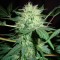 Ankara’da  Auto Northern Lights feminised Ganja Seeds kenevir tohumu