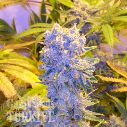 İzmir’de Auto Northern Lights feminised Ganja Seeds kenevir tohumu Auto Northern Lights feminised Ganja Seeds