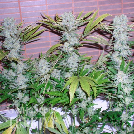 Antalya’da Auto Northern Lights feminised Ganja Seeds kenevir tohumu Auto Northern Lights feminised Ganja Seeds