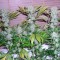 Antalya’da  Auto Northern Lights feminised Ganja Seeds kenevir tohumu